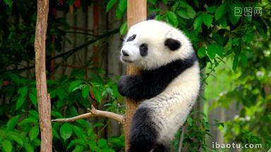 熊猫幼崽成都吃